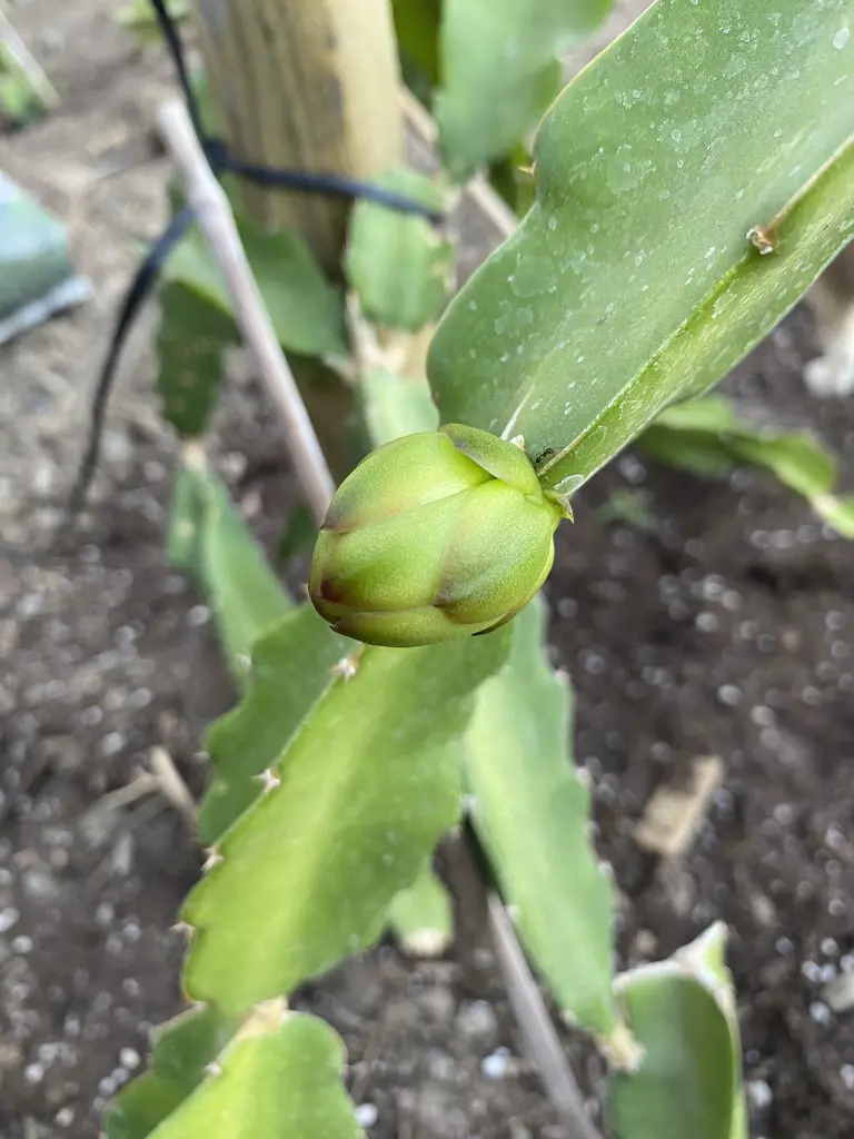 pitahaya-4128286142.webp