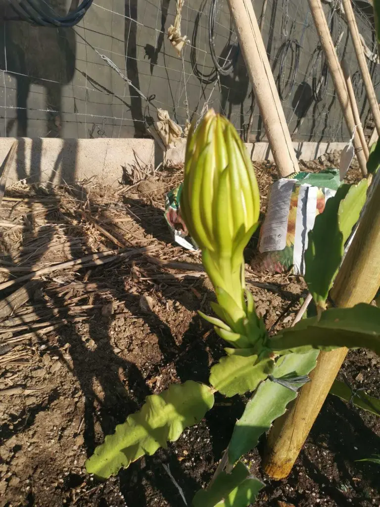 pitahaya-4128303063.webp