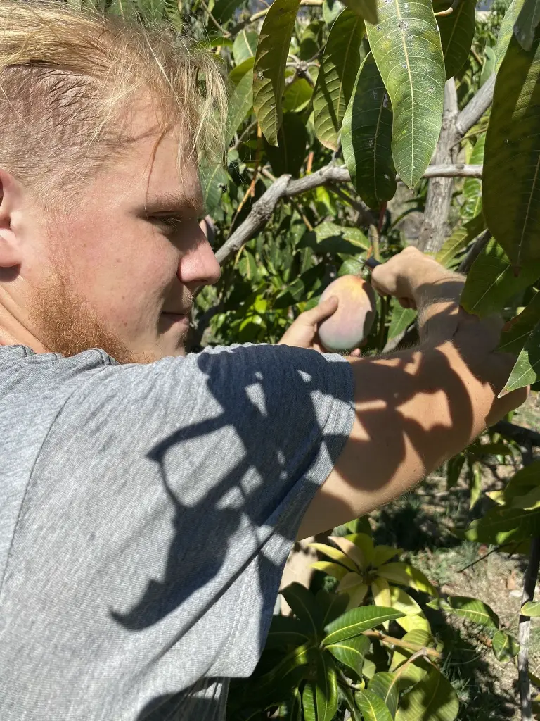 mangobaum-4125794710.webp