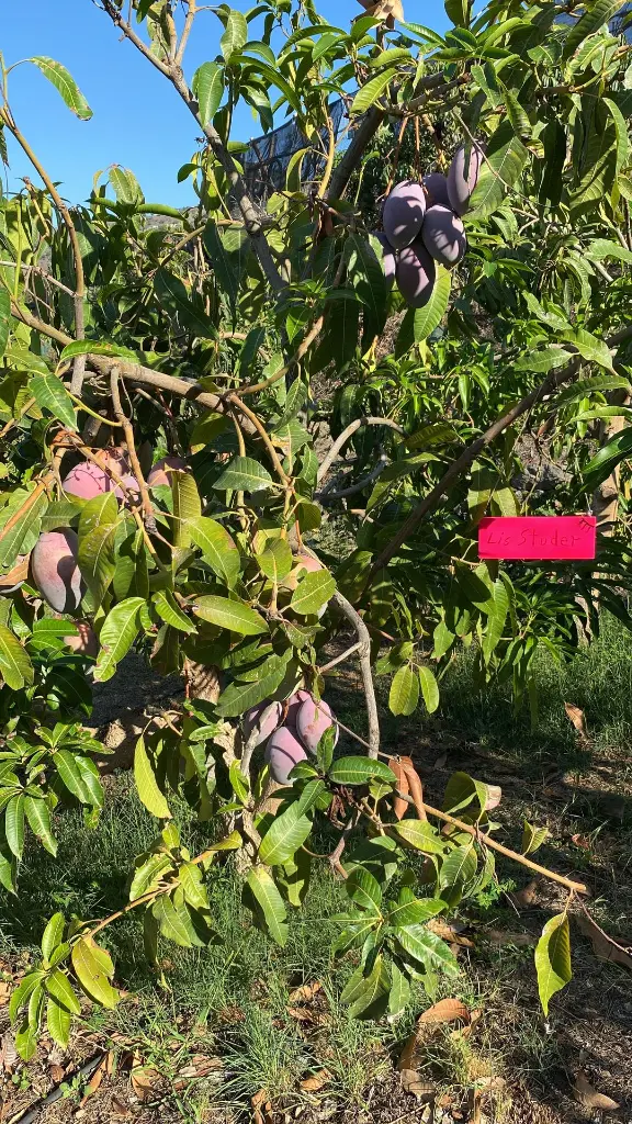 mangobaum-4125798859.webp