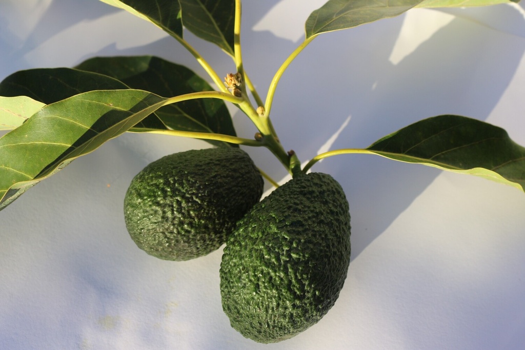 Avocado Hass (mittelgroß, pro Stück)