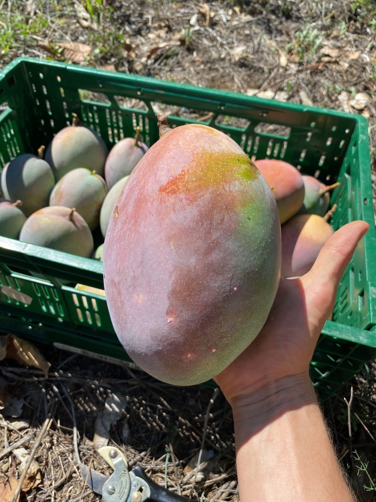 [22] Mangobaum Patenschaft (4 kg + Produkte)