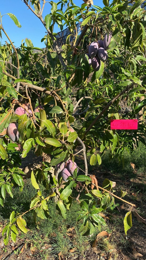 [21] Apadrinamiento de un árbol de mango (6 kg)