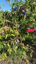 Apadrinamiento de un árbol de mango (6 kg)