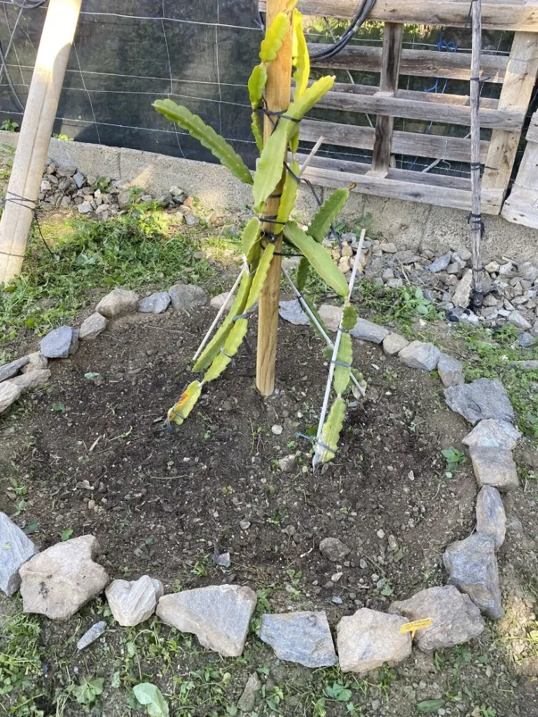 Apadrinamiento de Árbol de Pitahaya (1 kg)